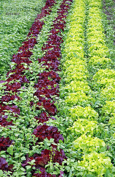 Kopfsalat (Lactuca sativa var. capitata)  Gemüseanbau  Deutschland  Europa