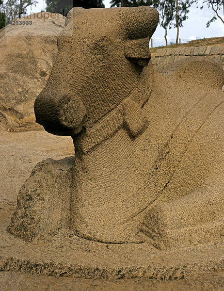 Nandi Stier  Reittier von Shiva  Kanchipuram  Tamil Nadu  Indien  Asien