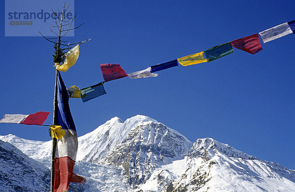 Bunte Gebetsfahnen  bedruckt mit heiligen Versen und einem Windpferd. Dahinter der Khangsar Kang mit 7485 m  Annapurna Gebiet  Himalaya  Nepal  Asien