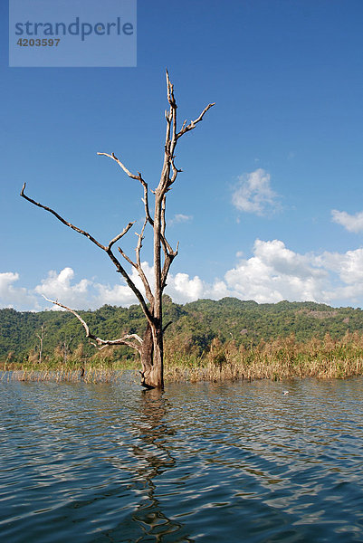 Naturschutzgebiet beim Khao Laem Stausee  Sangkhlaburi  Thailand  Asien