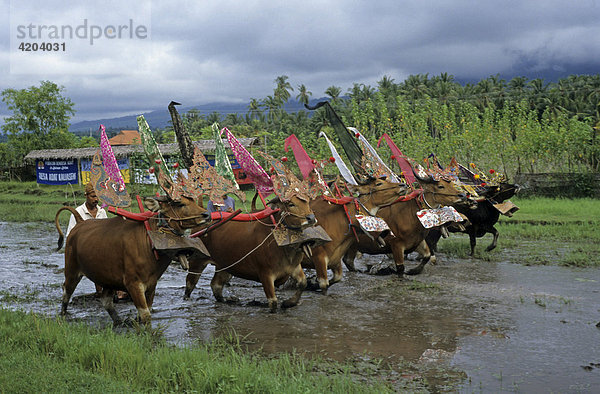 Bullenrennen  Bali  Indonesien  Asien
