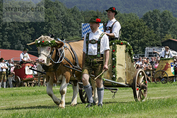 Erstes Bichler Ochsenrennen am 8.8.2004 in Bichl  Oberbayern  Deutschland