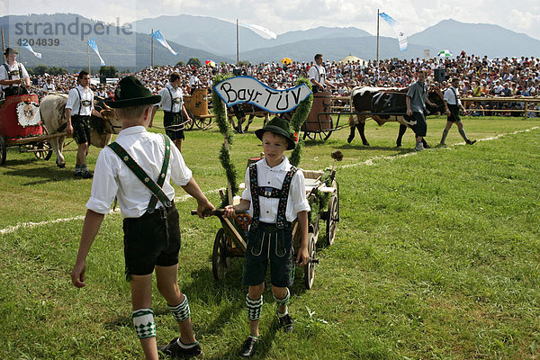 Erstes Bichler Ochsenrennen am 8.8.2004 in Bichl  Oberbayern  Deutschland