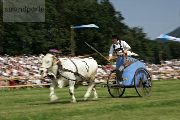 Erstes Bichler Ochsenrennen am 8.8.2004 in Bichl  Oberbayern  Deutschland