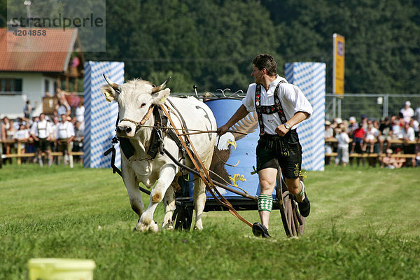 Ochse ist durchgebrannt  Erstes Bichler Ochsenrennen am 8.8.2004 in Bichl  Oberbayern  Deutschland