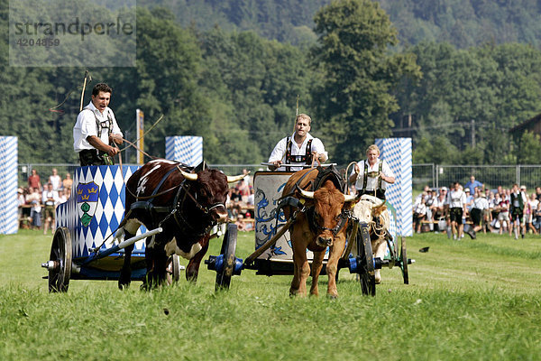Finale  Erstes Bichler Ochsenrennen am 8.8.2004 in Bichl  Oberbayern  Deutschland