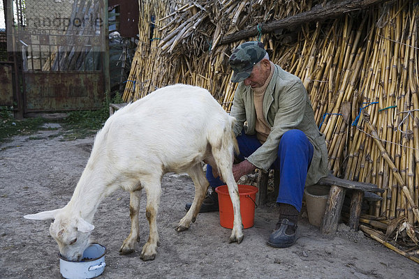 Bauer melkt Ziege  Muselievo bei Pleven  Bulgarien