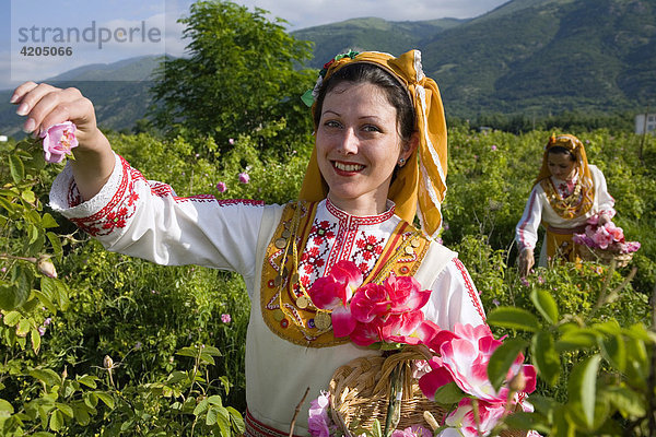 Rosenpflückerin  Rosenfest  Rosenernte  Karlovo  Bulgarien