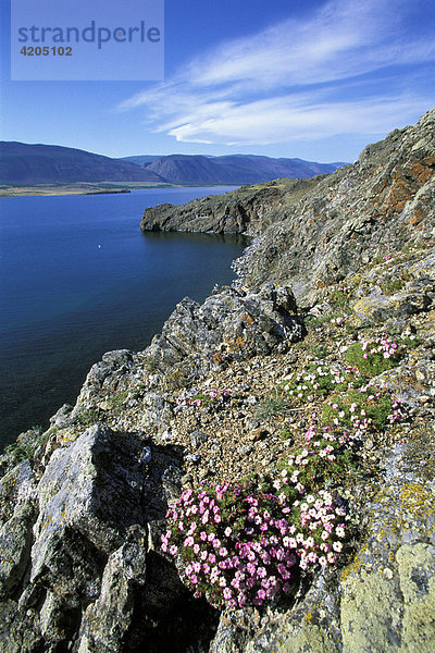 Blumen am Baikal See  Barakchin Island  Little Sea  Sibirien  Russland