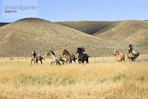 Cowgirl und Cowboy mit Pferden  Wilder Westen  Oregon  USA