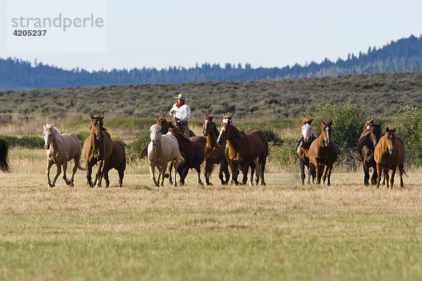 Cowboy treibt Pferde zusammen  Wilder Westen  Oregon  USA
