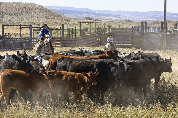 Cowgirl und Cowboy mit Rindern  Oregon  USA