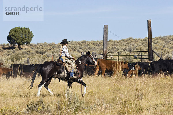 Cowgirl mit Rindern  Oregon  USA