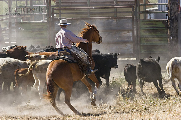 Cowboy treibt Rinder zusammen  Oregon  USA