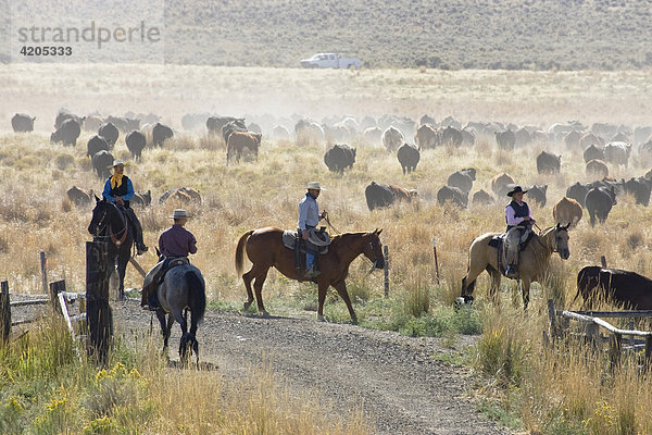 Cowgirl und Cowboys mit Rindern  Oregon  USA
