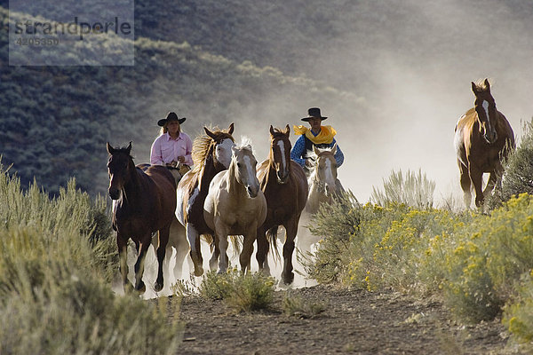 Cowgirl und Cowboy mit Pferden  Oregon  USA