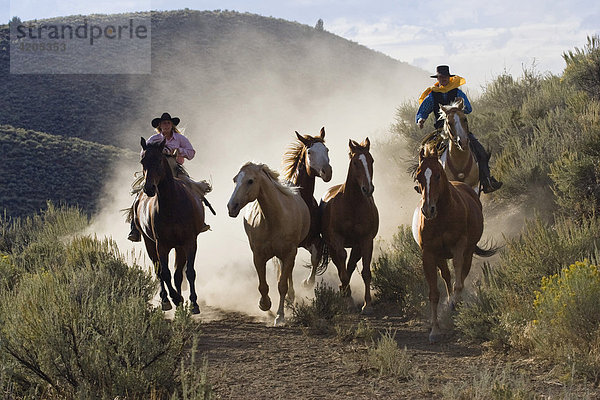 Cowgirl und Cowboy treiben Pferde  Oregon  USA