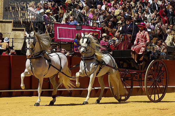 Kutschenwettbewerb in der Stierkampfarena La Real Maestranza   Feria de Abril   Sevilla   Andalusien   Europa