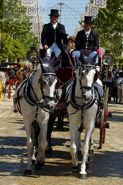 Feria de Abril   Pferdegespann mit Kutsche   Sevilla   Sevilla   Andalusien   Spanien   Europa