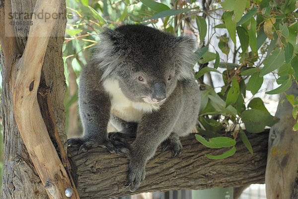 Cleland Wildlife Park  Koala im Wildgehege  Adelaide Hills  South Australia  Australien