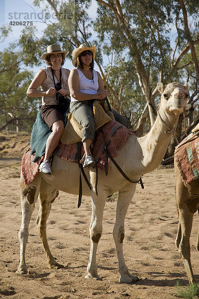 Kamelsafari  Alice Springs  Northern Territory  Australien
