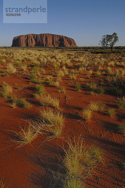Magischer Felsen der Aborigines ist der Monolit Ayers Rock  genannt Uluru  Uluru - Kata Tjuta Nationalpark  Northern Territory  Australien