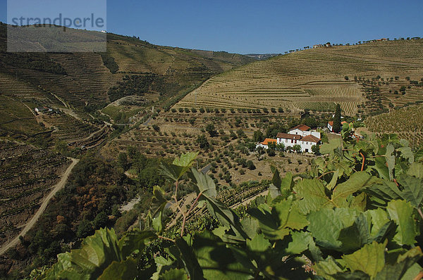 Weinanbau im Vale Mendiz bei Pinhao  auf der Quinta do Passadouro wird Rotwein und Portwein hergestellt  Pinhao  Douro Region  Nordportugal  Portugal  Europa