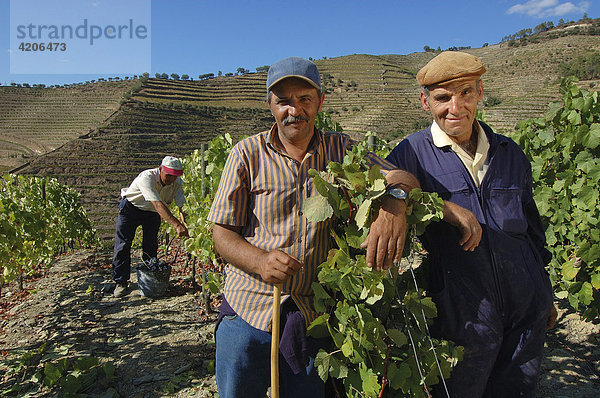 Weinanbau im Vale Mendiz bei Pinhao  Erntehelfer bei der Weinernte  Pinhao  Douro Region  Nordportugal  Portugal  Europa