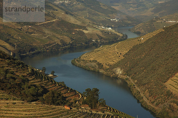 Weinanbaugebiet im Douro Tal  Pinhao  Douro Region  Nordportugal  Portugal  Europa