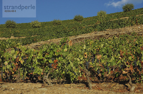 Weinanbau im Vale Mendiz bei Pinhao  auf der Quinta do Passadouro wird Rotwein und Portwein hergestellt  Pinhao  Douro Region  Nordportugal  Portugal  Europa