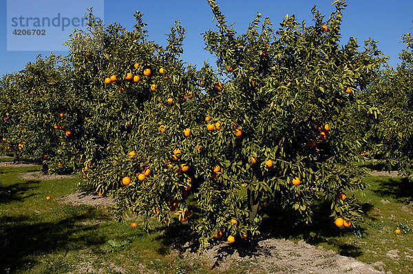 Orangen Plantage bei Alcira  Provinz Valencia  Spanien