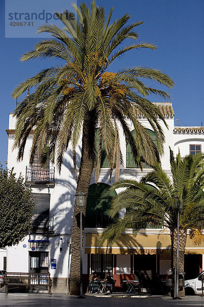 Palmen  Altstadt  Carmona  Andalusien  Spanien