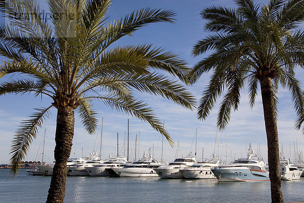 Yachthafen  Luxusyachten  Palma  Mallorca  Balearen  Spanien