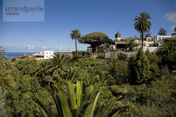 Kanarischer Drachenbaum (Dracaena draco)  Icod de los Vinos  Teneriffa  Tenerife  Kanaren  Spanien