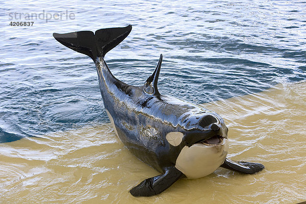 Großer Schwertwal  Orca  Killerwal (Orcinus orca)  Show  Loro Parque  Tierpark Teneriffa  Tenerife  Kanaren  Spanien