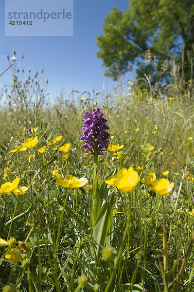 Orchidee auf der Wiese