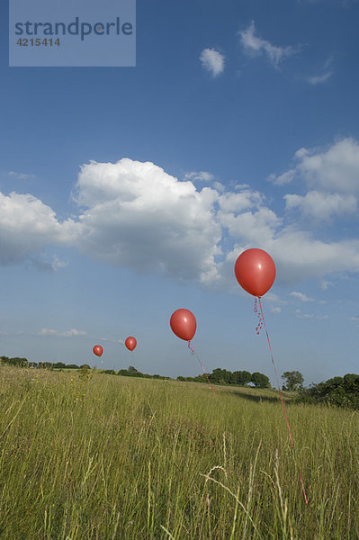 Rote Luftballons im Feld