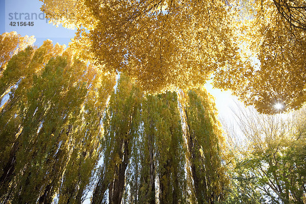 Saisonal gelb gefärbte Bäume