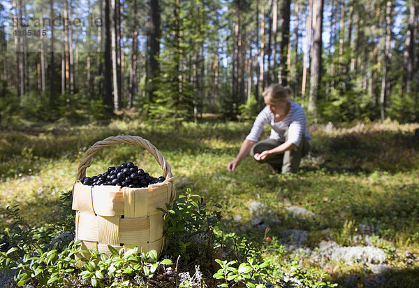 Frau pflückt Beeren im Wald