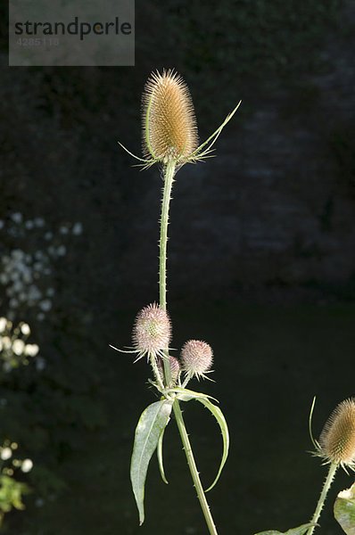 Teasel in der Morgensonne