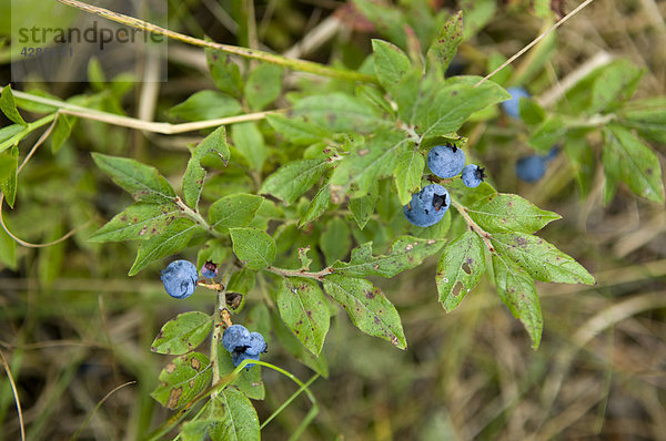 Strauch Blueberry in Minaki  Ontario  Kanada