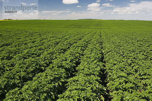 Mitte Wachstum Kartoffelfeld  die sich bis zum Horizont  in der Nähe von Somerset  Manitoba  Kanada