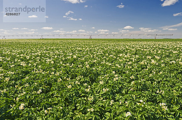 Mid-Growth  blühende Kartoffelfeld mit Center Pivot Bewässerung-System im Hintergrund  in der Nähe von Somerset  Manitoba