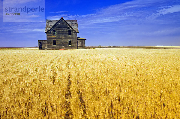 Bauernhaus blasen bläst blasend Wind Feld verlassen Weizen Saskatchewan Kanada