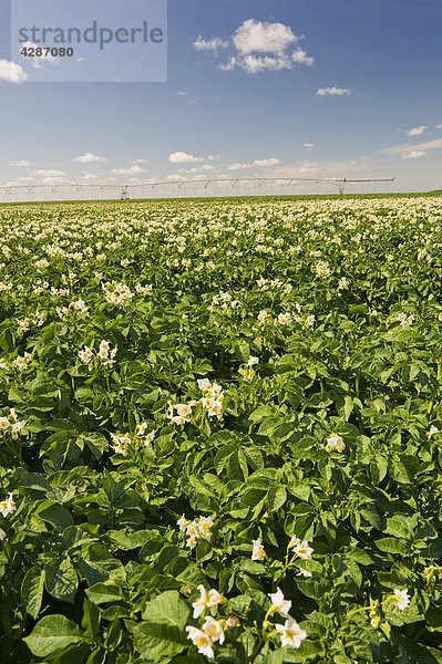 Kartoffelfeld mit Center Pivot Bewässerung-System im Hintergrund in der Nähe von Somerset  Manitoba  Kanada