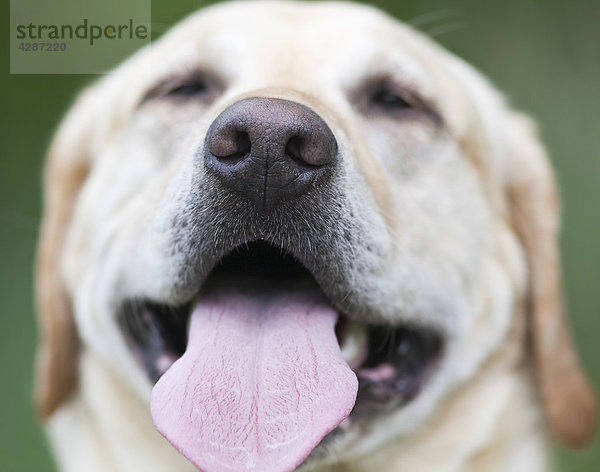 Nahaufnahme Portrait von ein glücklich yellow Labrador-Apportierhund  Winnipeg  Manitoba