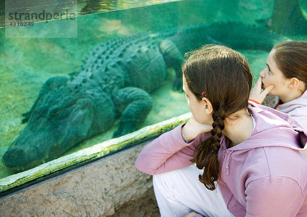 Zwei Mädchen  die Alligator durch die Glaswand betrachten