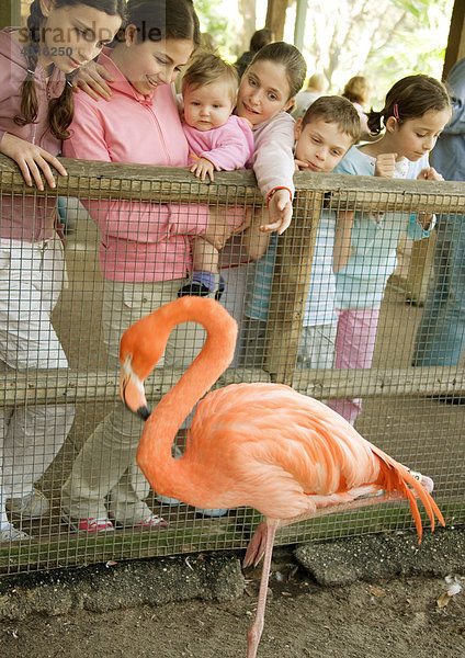 Gruppe von Kindern  die America Flamingo (Phoenicopterus ruber) im Zoo anschauen