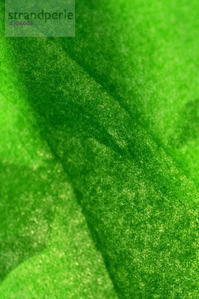 Grün strukturierte Oberfläche  Nahaufnahme  Vollbild