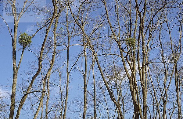 Misletoe wächst in Bäumen  flacher Blickwinkel